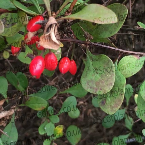 Green Berberis 20/40cm Bare Root (Berberis thunbergii) | ScotPlants Direct